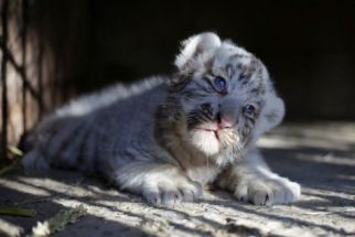 Ada Dua Bayi Harimau di Pakistan Meninggal Dunia Karena Covid-19 - JPNN.com Jatim