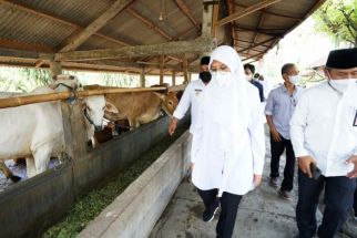 Sapi Supermahal Khas Jepang Wagyu Bakal Dikembangkan di Banyuwangi, Wow... - JPNN.com Jatim