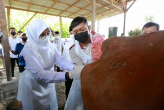 Sapi di Banyuwangi Ditargetkan Beranak Setahun Sekali, Caranya... - JPNN.com Jatim