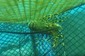 Gagal Diselundupkan, 21 Ribu Benih Lobster Dilepasliarkan di Perairan Banyuwangi - JPNN.com Jatim