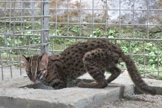 Seekor Kucing Hutan Langka Ditemukan Anggota DPRD Jember - JPNN.com Jatim