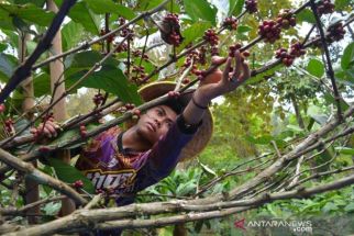 'Excelsa': Kopi Zaman Kompeni yang Eksis di Wonosalam Jombang - JPNN.com Jatim