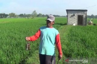 Sudah Sewa Penembak Senapan Angin, Petani Tulungagung Tetap Merugi - JPNN.com Jatim