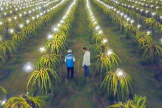 Mengenal Electrifying Agriculture, Program yang Picu Panen Buah Naga Mojokerto Jadi 3 Kali Lipat - JPNN.com Jatim