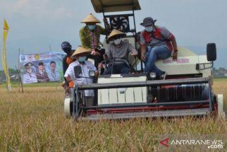 Petani Probolinggo Dikenalkan Teknologi Pertanian, Kini Panen 5 Padi Varietas Baru - JPNN.com Jatim