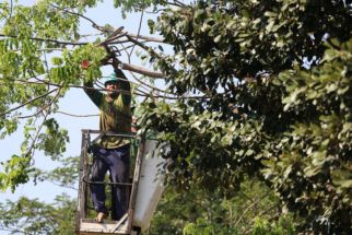 Antisipasi Musim Hujan, Pemkot Surabaya Mulai Pangkas Ranting Pohon-pohon Tua - JPNN.com Jatim
