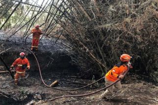 Kemarau, Lahan Perkebunan Tebu Rawan Terjadi Kebakaran Lahan - JPNN.com Jatim