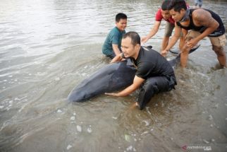 Sebab Paus dan Lumba-lumba Terdampar di Pesisir Tulungagung, BPSPL: Karena Cuaca Buruk - JPNN.com Jatim