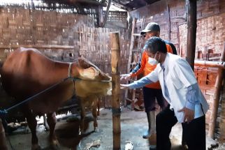 Dorong Produksi Daging Nasional, Akademisi Unair Bantu Peternak Lamongan Kembangkan Bibit Unggul Sapi Jantan - JPNN.com Jatim