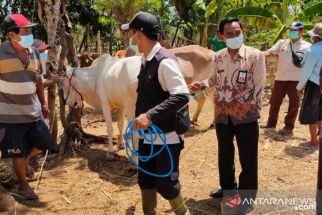 Tingkatkan Kualitas Daging, Probolinggo Mulai Pengembangan Sapi Wagyu - JPNN.com Jatim