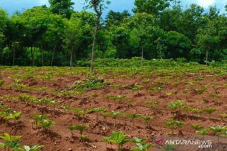 Petani Sampang akan Dibina Tim Khusus untuk Menanam Porang - JPNN.com Jatim