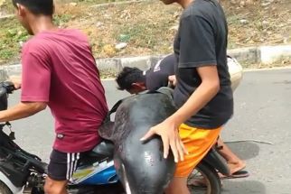 Viral Video Warga Bima NTB Bonceng Paus Kepala Melon, Duh Gusti - JPNN.com Bali