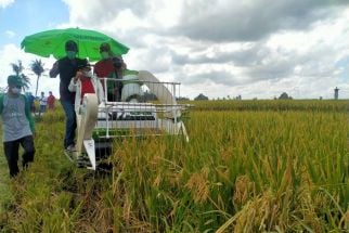 Petani Tabanan Kembangkan Varietas M70D, Ini Keunggulannya Dibanding yang Lain - JPNN.com Bali