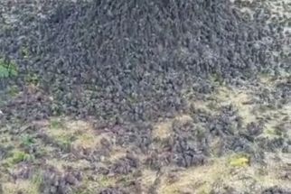 Ribuan Burung Pipit di Gianyar Bali dan Cirebon Jabar Mati Mendadak, Ini Kata Ahli Zoologi BRIN - JPNN.com Bali