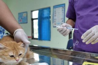 200 Kucing di Madiun Diberikan Vaksin Rabies - JPNN.com Jatim