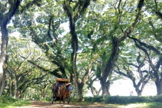 Pemkab Banyuwangi Sediakan Bus Pariwisata Gratis, Begini Syaratnya - JPNN.com Jatim