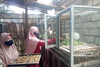 Kelompok Usaha Asal Kediri ini Ciptakan Biskuit Sehat untuk Ternak Kelinci - JPNN.com Jatim