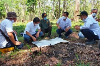 Perhutani Kelola Agroforestri Tebu dan Porang di Sejumlah Hutan Jatim - JPNN.com Jatim