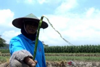 Diserang Ulat, Bawang Merah di Wilayah Magetan Terancam Gagal Panen - JPNN.com Jatim