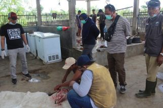 FIXED! Kerbau Mati di Area Sirkuit Mandalika Karena Penyakit Pneumonia - JPNN.com Bali