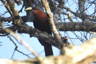 Sembilan Burung Langka ini Ditemukan di Hutan Lindung Malang - JPNN.com Jatim