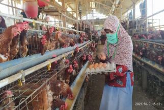 Peternak Ayam Petelur NTB Menjerit, Buntut Masuknya Telur dari Jawa dan Bali - JPNN.com Bali