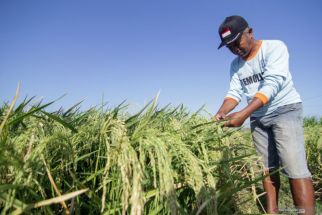 Petani Situbondo Bakal Kebagian Bantuan Pupuk Gratis Senilai Rp 13,9 Miliar  - JPNN.com Jatim