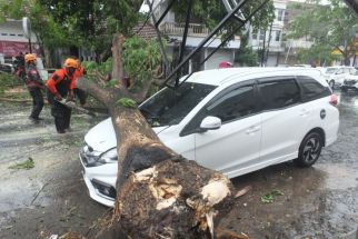 Akibat Angin Kencang, Pohon Tumbang di 10 lokasi di Jember, Satu Mobil Tertimpa - JPNN.com Jatim