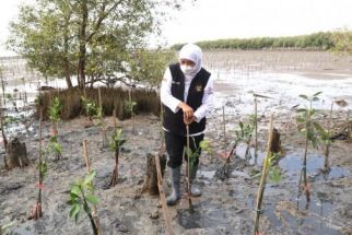 Antisipasi Bencana Hidrometeorologi di Jatim, Kawasan Mangrove Perlu Dipulihkan - JPNN.com Jatim