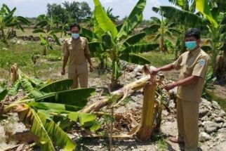 9 Bocah di Lamongan 'Hajar' Puluhan Pohon Pisang Sampai Tumbang, Petani Tekor - JPNN.com Jatim