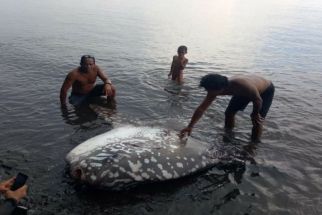 Ikan Mola-mola Langka Terdampar di Perairan Buleleng, Ditaksir Berusia 150 Tahun - JPNN.com Bali