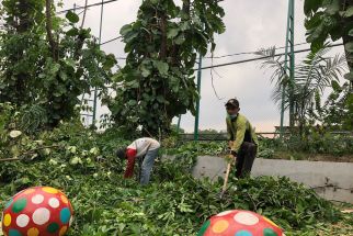 Memasuki Musim Penghujan, Ada Ratusan Pohon Tumbang di Surabaya - JPNN.com Jatim