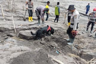 Belasan K-9 Masih Bersiaga Mencari Korban Erupsi Gunung Semeru - JPNN.com Jatim