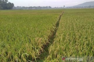 Di Depan Dewan, Hartopo Pertahankan Ancaman Alih Fungsi Sawah 20.005 Hektare - JPNN.com Jateng