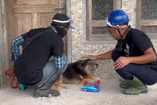 Cerita Nemo, Anjing Korban Erupsi Gunung Semeru yang Lama Nantikan Tuannya - JPNN.com Jatim