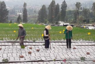 Temanggung Siapkan 339 Hektare Lahan Food Estate, Petani Naik Kelas - JPNN.com Jateng