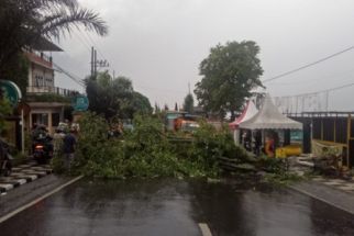 Pohon Tumbang Karena Cuaca Ekstrem, Jalan Nasional di Kota Batu Terhalang - JPNN.com Jatim