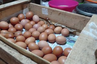 Harga Telur Melambung Gegara Stok Tak Menentu, Ayam Potong Kena Imbasnya - JPNN.com Jatim