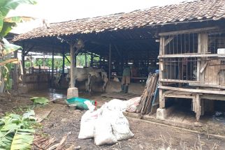 Wulan Kaget 8 Ternak Miliknya Hilang, Maling Sembelih Domba Hamil - JPNN.com Jabar