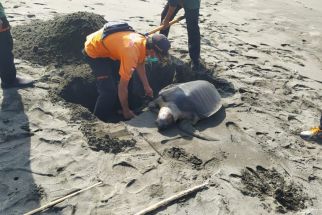 Seekor Penyu Lekang Ditemukan di Pesisir Pantai Kulon Progo, Lihat Kondisinya - JPNN.com Jogja