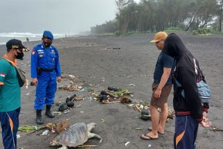 Nahas, Penyu Hijau Mati di Pantai Cangkring Karena Makan Sampah Plastik - JPNN.com Jogja
