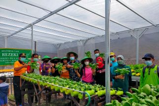 Kampung Sayuran Surabaya Kedurus Terus Kembangkan Urban Farming, Lihat Hasil Panennya - JPNN.com Jatim