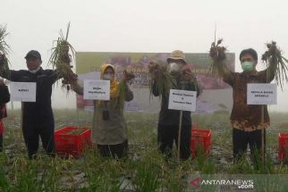 Program Food Estate di Temanggung Terus Tingkatkan Produktivitas Petani - JPNN.com Jateng