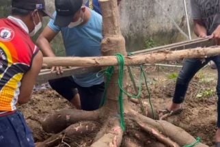 Ditemukan Singkong Raksasa, Beratnya Sampai Ratusan Kilo, Lihat Penampakannya - JPNN.com Jatim