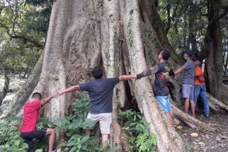 Ada Pohon Berusia 100 Tahun di Bojonegoro, Lokasinya Cocok Untuk Mengisi Hari Libur - JPNN.com Jatim