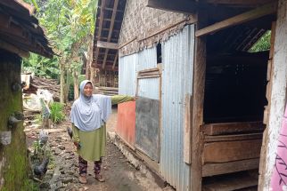 Seorang Ibu di Lumajang Kehilangan Dua Ekor Sapi Limosin, Puluhan Juta Melayang - JPNN.com Jatim