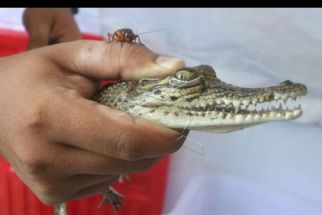 Cerita Zainul yang di Belakang Rumahnya Ada Buaya Berkeliaran Selama 2 Hari - JPNN.com Jatim