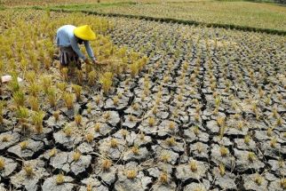 Jogja Komitmen Mengatasi Masalah Alih Fungsi Lahan Pertanian - JPNN.com Jogja