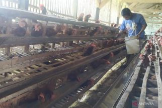 Harga Telur Ayam di Tingkat Peternak di Malang Naik, tetapi Masih Rugi, Kok Bisa? - JPNN.com Jatim