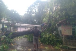 Akibat Cuaca Ekstrem, Sejumlah Pohon Besar di Depok Tumbang - JPNN.com Jabar